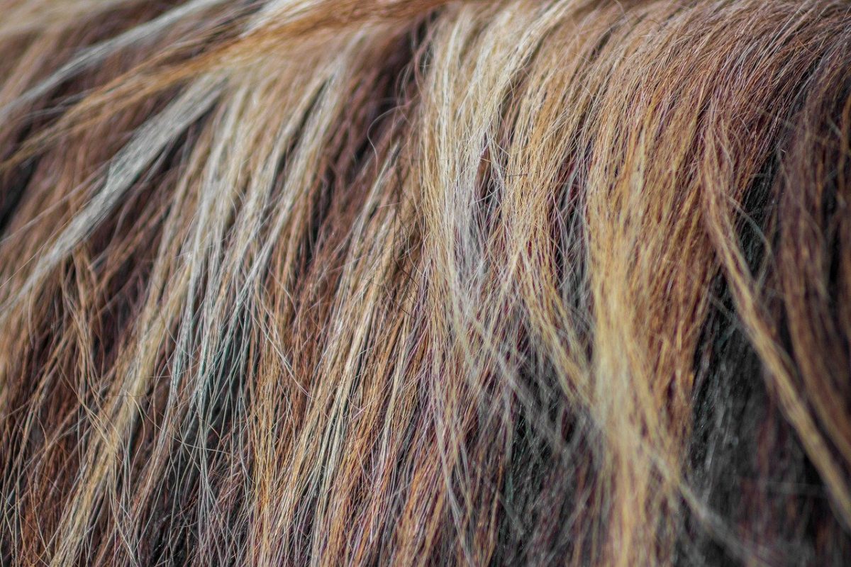 découvrez nos compléments capillaires de qualité, formulés pour renforcer vos cheveux, favoriser leur croissance et améliorer leur santé. offrez à votre chevelure le soin qu'elle mérite avec nos produits naturels et efficaces.