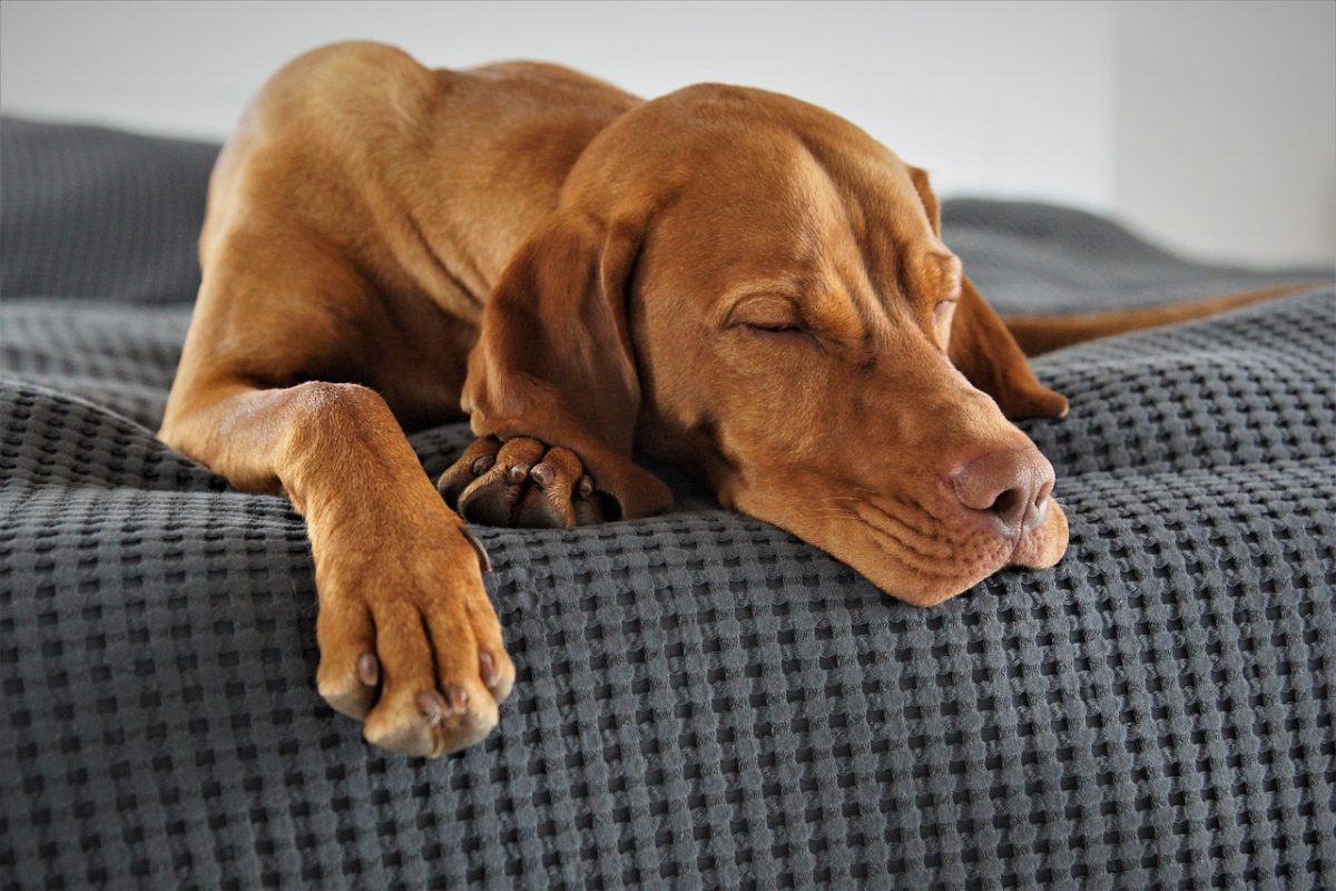 découvrez notre comparaison des suppléments pour le sommeil, afin de vous aider à choisir le meilleur produit pour améliorer la qualité de votre sommeil. explorez les ingrédients, les effets et les avis pour faire le bon choix.