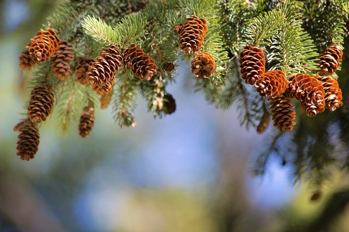 découvrez le pin, un arbre majestueux aux multiples usages. apprenez-en plus sur ses caractéristiques, ses bienfaits pour l'environnement et son importance dans l'industrie du bois. explorez les variétés de pins et leurs rôles dans nos écosystèmes.